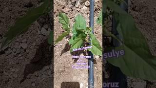Kırk günde olan erkenci fasulye #köydebahçeişleri#köydehayat #köy #garden #temizlik#food #ekim#doğa