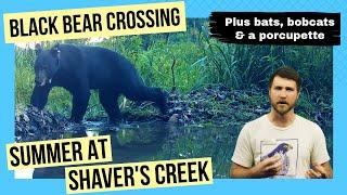 Shaver’s Creek’s black bears, rare birds and bat pest control | A Season at Shaver’s Creek