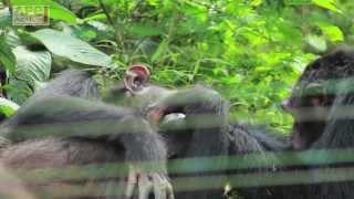Why Chimpanzees are Victims of the Bushmeat Trade?