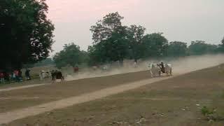 sujeet Uikey Mehra bodi vs Fahad Patel Kanhiwada Kabra peela pat pratiyogita takhla khurd ox race