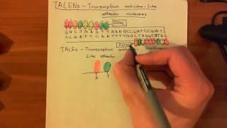 Transcription Activator-Like Effector Nucleases (TALENs)