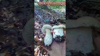 Beautiful Bolete, Boletus edulis #shorts #new #trending #foryou #nature #forest #wood #mushroom #fyp