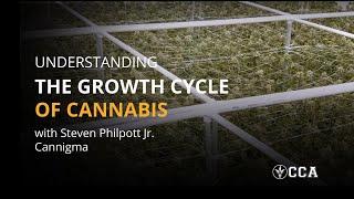 Understanding the Growth Cycle of Cannabis Plants