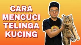 CARA MEMBERSIHKAN TELINGA KUCING | 3 STEPS ONLY