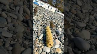 Горячая  кукуруза #corn #кукуруза