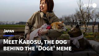 Rescue pup to meme star: The real-life 'Dogecoin' dog | AFP