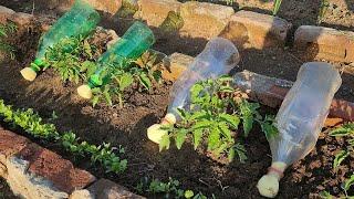 The simplest system for watering plants using plastic bottles - DIY watering system