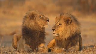 Lion Documentary - The Lion Brothers | Wild Planet