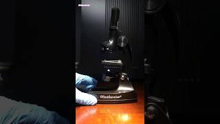 Is This $20 Dollar Microscope Worth It?