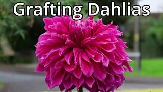 Grafted Dahlia Experiment