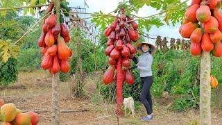 Harvesting Ripe and Succulent Red Papaya & Going To Market Sell - Cooking | Thu's Country Life