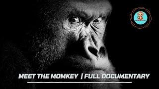 Meet the Monkeys! A Guide to Amazing Primate Species