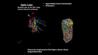 Kavli Institute for Brain and Mind: Imaging the Brain - Hess