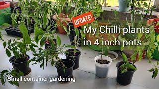 UPDATE on my Chilli plants in 4 inch pots | All got Chillies this time | PotMyGreens
