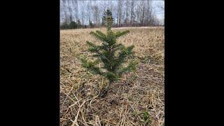 CONIFER CORNUCOPIA