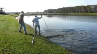 11 foot alligator trapped in Kissimmee (double bang stick)