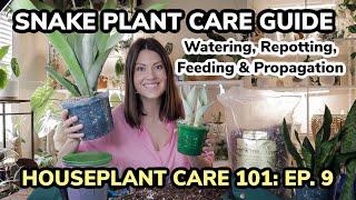 Houseplant Care 101: Snake Plant Care Guide - Watering, Feeding, Repotting & Propagation