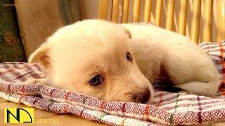 Relaxing Music for Stress Relief and Sleep 10 Hours  Calming Time for Dog Pets