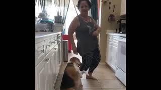 Dog dancing to Reggaeton