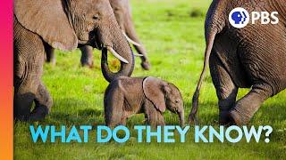 Elephant Moms Carry the Wisdom of Generations | IN OUR NATURE