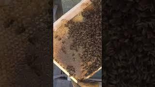 Матка пчелы сеет НО она уже Трутовка. Матка Трутовка как Исправить. #анатолийстрелец
