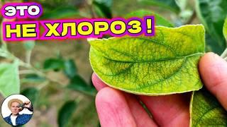 Если ЛИСТЬЯ ЖЕЛТЕЮТ: Как Спасти Растения от Недостатка Питания