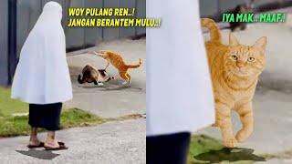 LUCU BANGET.! Reaksi Kucing Oren Ketahuan Emak Lagi Berantem, Endingnya Bikin Ngakak ~ Kucing Lucu