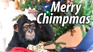 Monkeying Around in CHRISTMAS | Myrtle Beach Safari