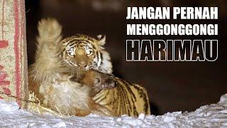 Harimau Menyerang Anjing yang Menggonggonginya