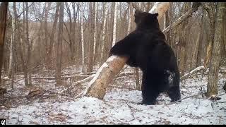 Huge and massive male Ussuri brown bear