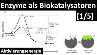 Enzyme sind Biokatalysatoren - Einführung Enzyme + Aktivierungsenergie [1/5] - [Biologie, Oberstufe]