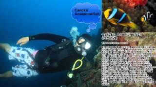 "Clarcks Anemonefish" 클락 아네모네 피쉬 cebu feelgooddvie 세부 필굿 다이브샵