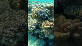Подводный мир красное море, риф albatross palace sharm