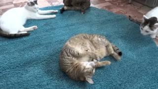 Кошки исследуют новый подаренный в Приют коврик