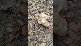 Mushrooms picking #grzyby #porcinimushrooms #boletus #pilze #білігриби #mushroom #boletusedulis