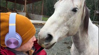 What It’s Like Living With Horses *Chaos*