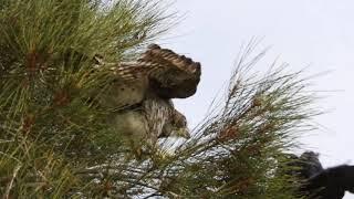 Powerful Owl cedes ground to Australian Ravens