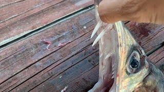 CRAZY fish found in a swordfish stomach (lancetfish)