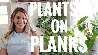 Plants On Planks | House Plants Grown Vertically | Common and Uncommon