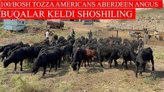 100/BOSH TOZZA AMERICANS ABERDEEN ANGUS BUQALAR KELDI.KAMDAN KAM KELADI BUNAQASI SHOSHILING