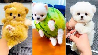 Cute Pomeranian Puppies Doing Funny Things #18  Cute and Funny Dogs 2024 - VN Pets
