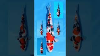 Japanese Koi: Showa (Nishikigoi)