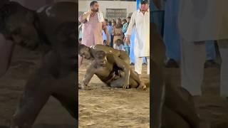 Asif vs Adnan New Kushti #shorts #namatpehlwan #trending #wrestling #motivation #viralvideo