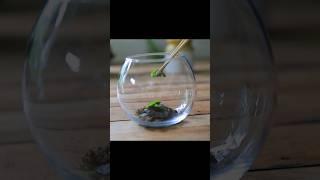 DIY Mini Terrarium I Table Garden  #garden #Terrarium #DIY Terrarium #Mini Terrarium #Table Garden