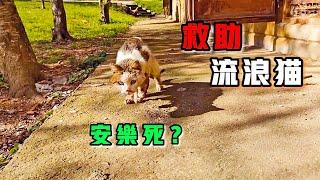 拯救渾身是傷的流浪貓，送到醫院後，醫生卻讓它安樂死，看哭了