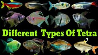 Different Types Of Tetra Fish|Lalukhet Fish Market|JBEE Aquarium|@Arsalan ahmed