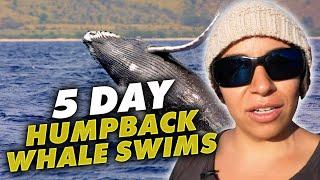 5 DAY Humpback Whale Swims - Get an Overview of All the Fun!