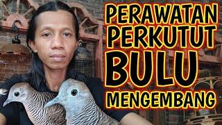 PERAWATAN PERKUTUT BURUNG SELALU MENGEMBANG / BULU MENGKOROK