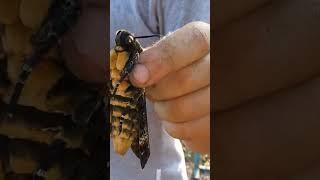 Какие Пчёлы На Кубани 
