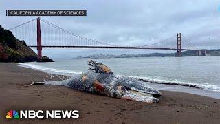 Multiple whales found dead in San Francisco Bay area